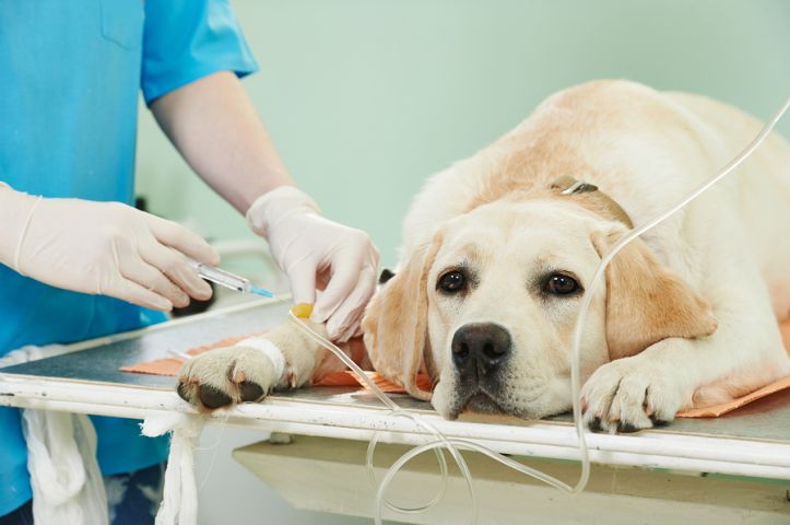 https://dougvet.com.br/imagens/uploads/imgs/cursos/723x480/bigstock-veterinary-giving-the-vaccine-63613141.jpg